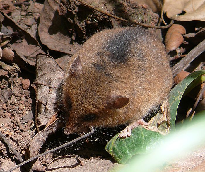 Montane African Climbing Mouse (Dendromus insignis)